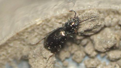 Bembidion sp.